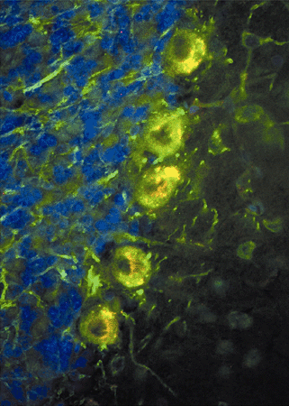 Figure 1: Adult rat cerebellar cortex section...